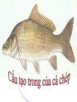 Bài giảng điện tử môn sinh học: cấu tạo trong của cá chép docx