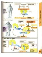 Atlas de poche de physiologie - part 8 docx