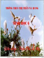 Bài giảng điện tử môn sinh học: cấu tạo thân non doc