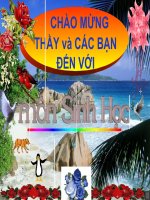 Giáo án điện tử môn môn sinh học: thằn lằn bóng đuôi dài_1 pptx