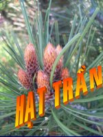 Bài giảng điện tử môn sinh học: Hạt trần pot