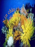 Bài giảng điện tử môn sinh học: nghành ruột khoang pdf