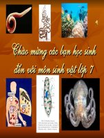 Bài giảng điện tử môn sinh học: thế giới động vật đa dạng phong phú doc