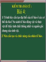 Bài giảng điện tử môn sinh học: sự phân bào pdf