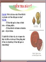 Bài giảng điện tử môn sinh học: Cấu tạo tế bào thực vật docx