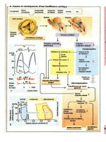 Atlas de poche de physiologie - part 6 docx