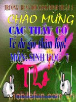 Giáo án điện tử môn môn sinh học: loài thỏ pot