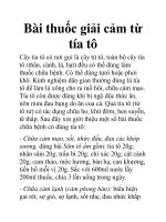 Bài thuốc giải cảm từ tía tô pot