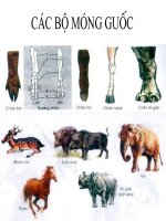 Giáo án điện tử môn môn sinh học: Hình ảnh về các bộ móng guốc ppt