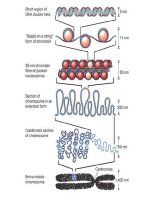 Giáo án điện tử môn môn sinh học: đa dạng của nghành ruột khoang ppt