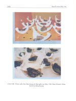 Chim yến và kỹ thuật nuôi lấy tổ part 8 doc