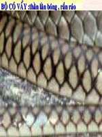 Giáo án điện tử môn môn sinh học: Bộ có vảy potx