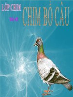 Bài giảng điện tử môn sinh học: tìm hiểu về lớp chim pdf