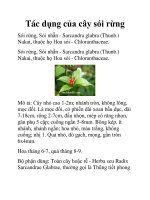 Tác dụng của cây sói rừng pdf