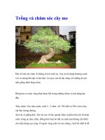 Trồng và chăm sóc cây me pptx