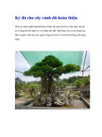 Ký đá cho cây cảnh đã hoàn thiện pot