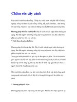 Chăm sóc cây cảnh Cây cảnh là một loại cây trồng. Trồng cây cảnh, trước docx