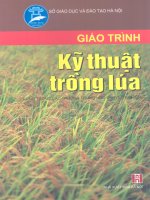 Giáo trình kỹ thuật trồng lúa part 1 potx