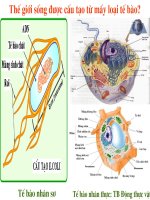 Bai 7 sinh vat nhan so potx