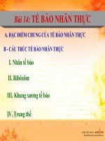 bai 14 te bao nhan thuc 10 NC pdf
