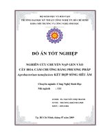 LUẬN VĂN CÔNG NGHỆ SINH HỌC NGHIÊN CỨU CHUYỂN NẠP GEN VÀO CÂY HOA CẨM CHƯỚNG BẰNG PHƯƠNG PHÁP Agrobacterium tumefaciens KẾT HỢP SÓNG SIÊU ÂM