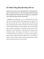 Kỹ thuật trồng gừng đạt năng suất cao doc