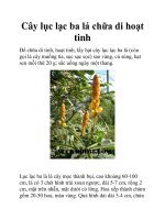 Cây lục lạc ba lá chữa di hoạt tinh potx