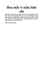 Hoa mắt vì nấm linh chi doc