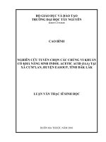 nghiên cứu tuyển chọn các chủng vi khuẩn có khả năng sinh indol acetic acid (iaa) tại xã cưm’lan, huyện easoup, tỉnh đăk lăk