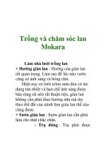 Trồng và chăm sóc lan Mokara docx