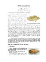 KỸ THUẬT NUÔI CÁ RÔ ĐỒNG doc