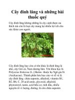 Cây đinh lăng và những bài thuốc quý pdf