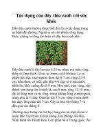 Tác dụng của dây thìa canh với sức khỏe pptx