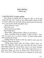 Trồng hoa, cây cảnh trong gia đình part 9 pot