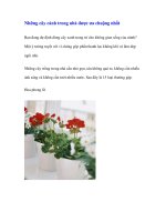 Những cây cảnh trong nhà được ưa chuộng nhất pptx