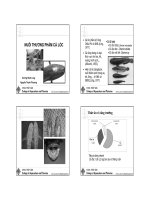 Nuôi thương phẩm cá lóc ppt