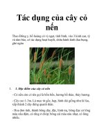 Tác dụng của cây cỏ nến pot