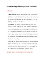 Kỹ thuật trồng Sầu riêng (Durio Zibethius) potx