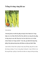 Trồng ớt sừng vàng lãi cao pptx