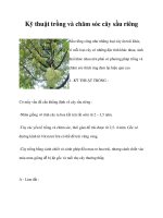 Kỹ thuật trồng và chăm sóc cây sầu riêng pot