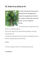 Kỹ thuật lai tạo giống đu đủ doc