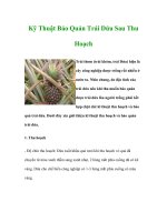 Kỹ Thuật Bảo Quản Trái Dứa Sau Thu Hoạch docx