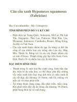 Câu cấu xanh Hypomeces squamosus (Fabricius) docx