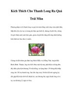 Kích Thích Cho Thanh Long Ra Quả Trái Mùa pot