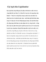 Cây bạch đàn Liquidambar doc