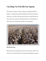 Cây Bông Vải Trên Đất Tây Nguyên docx