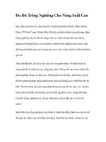 Đu Đủ Trồng Nghiêng Cho Năng Suất Cao doc