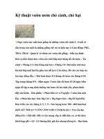 Kỹ thuật vườn ươm chè cành, chè hạt potx