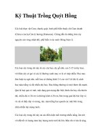 Kỹ Thuật Trồng Quýt Hồng pot