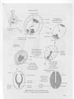 Sinh học phát triển thực vật part 7 docx